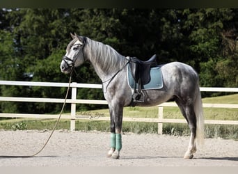 PRE Mix, Wallach, 4 Jahre, 171 cm, Schimmel