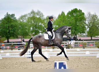 PRE, Wallach, 4 Jahre, 175 cm, Schimmel