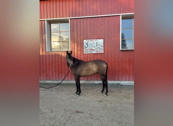 PRE, Wallach, 4 Jahre, Buckskin