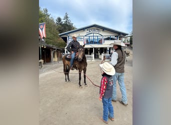 PRE, Wallach, 4 Jahre, Buckskin