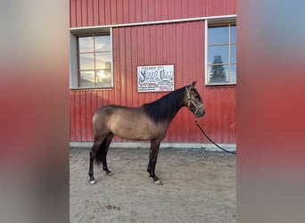 PRE, Wallach, 4 Jahre, Buckskin