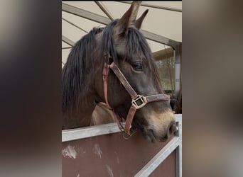 PRE, Wallach, 4 Jahre, Buckskin