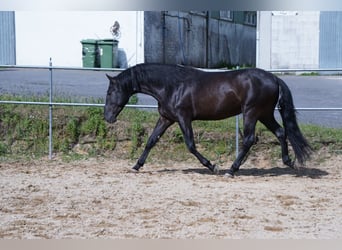 PRE, Wallach, 4 Jahre