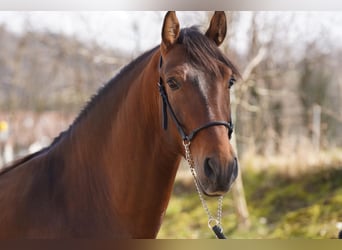 PRE Mix, Wallach, 4 Jahre, Hellbrauner