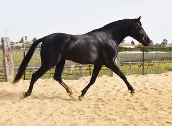 PRE, Wallach, 4 Jahre, Rappe