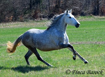 PRE Mix, Wallach, 5 Jahre, 151 cm, Schimmel