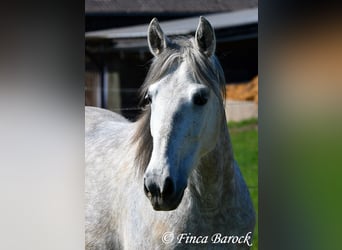 PRE Mix, Wallach, 5 Jahre, 151 cm, Schimmel