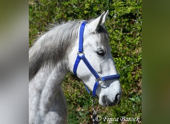 PRE Mix, Wallach, 5 Jahre, 151 cm, Schimmel