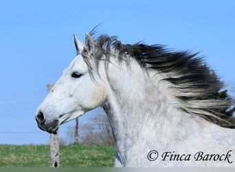 PRE Mix, Wallach, 5 Jahre, 151 cm, Schimmel