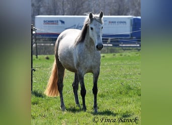 PRE Mix, Wallach, 5 Jahre, 151 cm, Schimmel