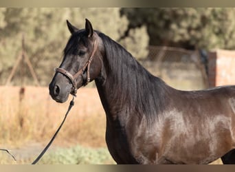 PRE Mix, Wallach, 5 Jahre, 153 cm, Rappe
