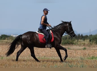 PRE Mix, Wallach, 5 Jahre, 153 cm, Rappe