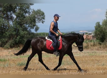 PRE Mix, Wallach, 5 Jahre, 153 cm, Rappe