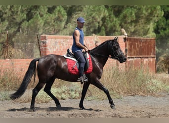 PRE Mix, Wallach, 5 Jahre, 153 cm, Rappe