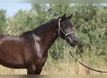 PRE Mix, Wallach, 5 Jahre, 153 cm, Rappe