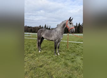 PRE Mix, Wallach, 5 Jahre, 154 cm, Apfelschimmel