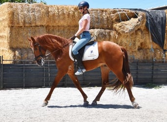 PRE, Wallach, 5 Jahre, 154 cm, Fuchs