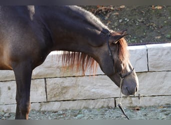 PRE Mix, Wallach, 5 Jahre, 155 cm, Falbe