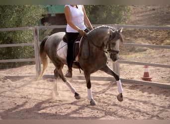 PRE Mix, Wallach, 5 Jahre, 155 cm, Schimmel