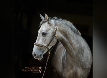 PRE Mix, Wallach, 5 Jahre, 155 cm, Schimmel