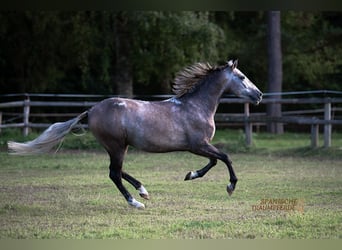 PRE Mix, Wallach, 5 Jahre, 155 cm, Schimmel