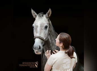 PRE Mix, Wallach, 5 Jahre, 155 cm, Schimmel