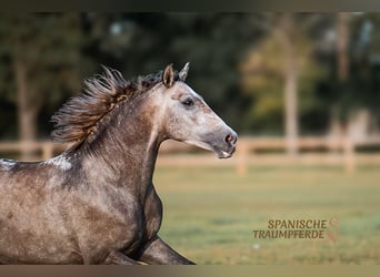PRE Mix, Wallach, 5 Jahre, 155 cm, Schimmel