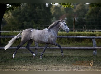 PRE Mix, Wallach, 5 Jahre, 155 cm, Schimmel