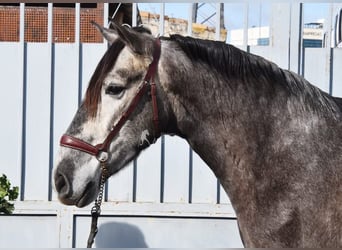 PRE, Wallach, 5 Jahre, 155 cm, Schimmel