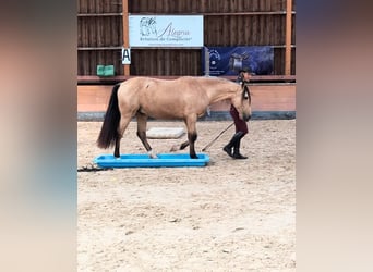 PRE Mix, Wallach, 5 Jahre, 156 cm, Falbe