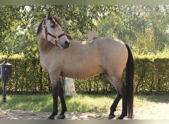 PRE, Wallach, 5 Jahre, 156 cm, Falbe
