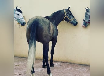 PRE Mix, Wallach, 5 Jahre, 156 cm, Rotschimmel