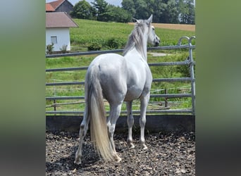PRE, Wallach, 5 Jahre, 156 cm, Schimmel