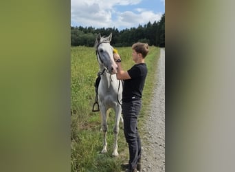 PRE, Wallach, 5 Jahre, 156 cm, Schimmel