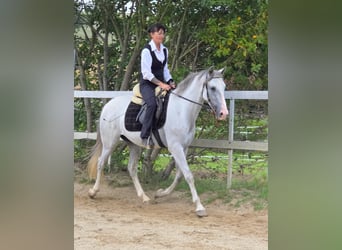 PRE, Wallach, 5 Jahre, 156 cm, Schimmel