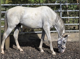 PRE, Wallach, 5 Jahre, 156 cm, Schimmel