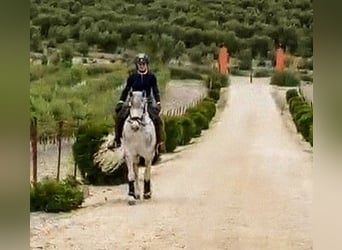 PRE, Wallach, 5 Jahre, 157 cm, Apfelschimmel