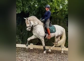 PRE, Wallach, 5 Jahre, 157 cm, Apfelschimmel
