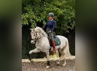 PRE, Wallach, 5 Jahre, 157 cm, Apfelschimmel