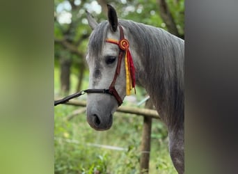 PRE Mix, Wallach, 5 Jahre, 157 cm, Apfelschimmel