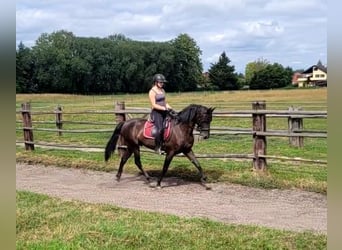 PRE Mix, Wallach, 5 Jahre, 157 cm, Dunkelbrauner