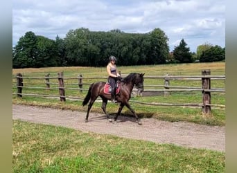 PRE Mix, Wallach, 5 Jahre, 157 cm, Dunkelbrauner