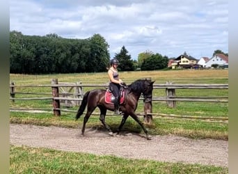 PRE Mix, Wallach, 5 Jahre, 157 cm, Dunkelbrauner