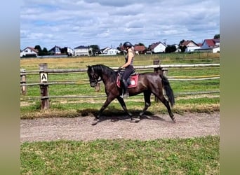 PRE Mix, Wallach, 5 Jahre, 157 cm, Dunkelbrauner