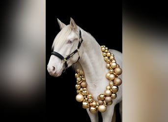 PRE, Wallach, 5 Jahre, 158 cm, Cremello