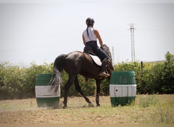 PRE Mix, Wallach, 5 Jahre, 158 cm, Rappe
