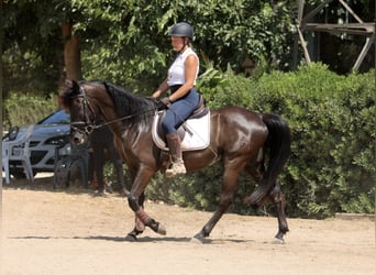 PRE Mix, Wallach, 5 Jahre, 158 cm, Rappe