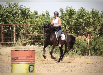 PRE Mix, Wallach, 5 Jahre, 158 cm, Rappe