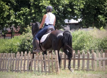 PRE Mix, Wallach, 5 Jahre, 158 cm, Rappe