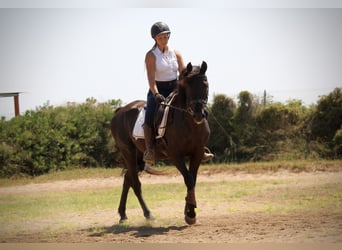 PRE Mix, Wallach, 5 Jahre, 158 cm, Rappe